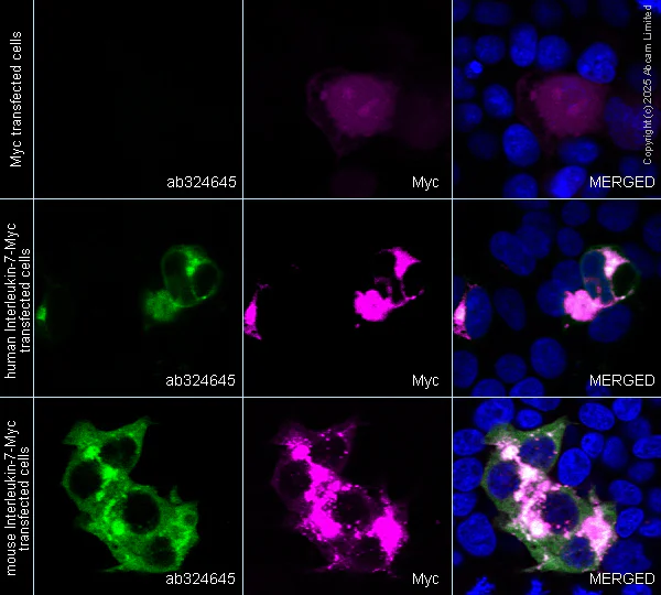 Immunocytochemistry/ Immunofluorescence - Anti-IL-7 antibody [EPR27289-137] (AB324645)