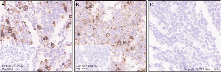 Immunohistochemistry (Formalin/PFA-fixed paraffin-embedded sections) - Anti-IL-7 antibody [EPR27289-137] (AB324645)