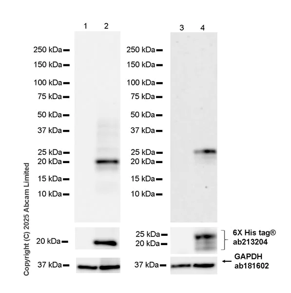 Western blot - Anti-IL-7 antibody [EPR27289-137] (AB324645)