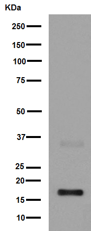 Western blot - Anti-IL-7 antibody [EPR6265] (AB193358)