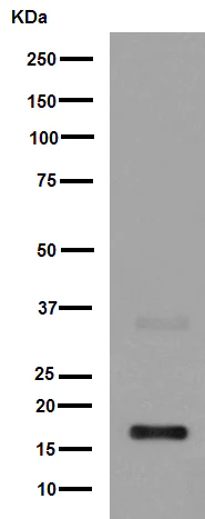 Western blot - Anti-IL-7 antibody [EPR6265] - BSA and Azide free (AB246805)