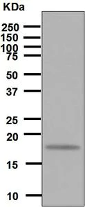 Western blot - Anti-IL-7 antibody [EPR6266] - BSA and Azide free (AB246804)