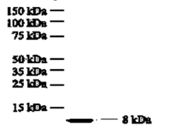 Western blot - Anti-IL-8 antibody [807] (AB18672), expandable thumbnail