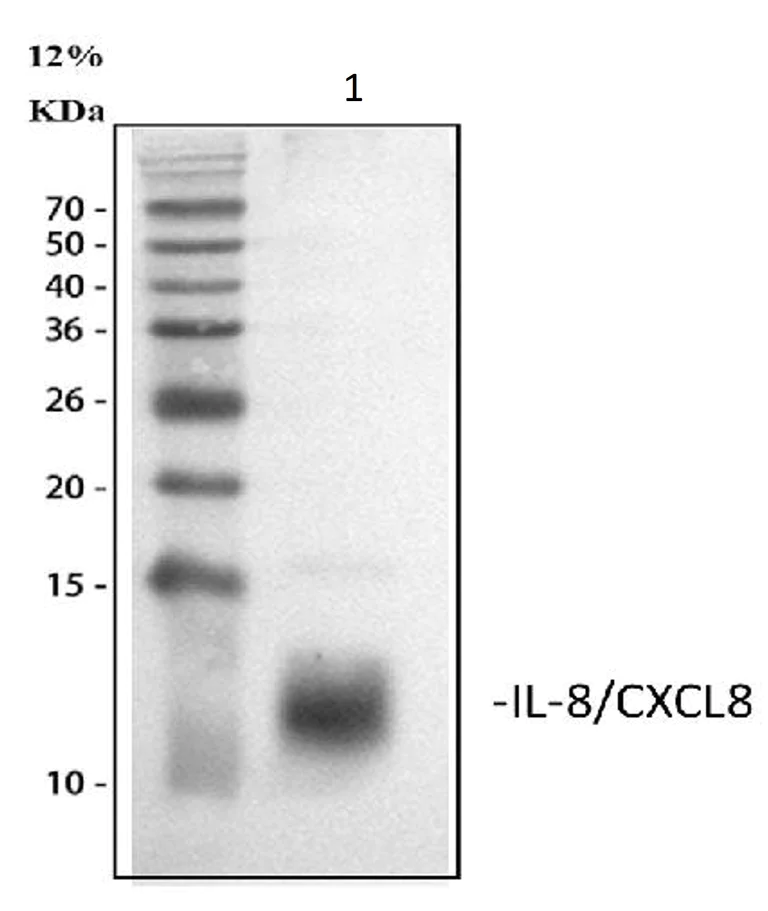 Western blot - Anti-IL-8 antibody (AB106350)