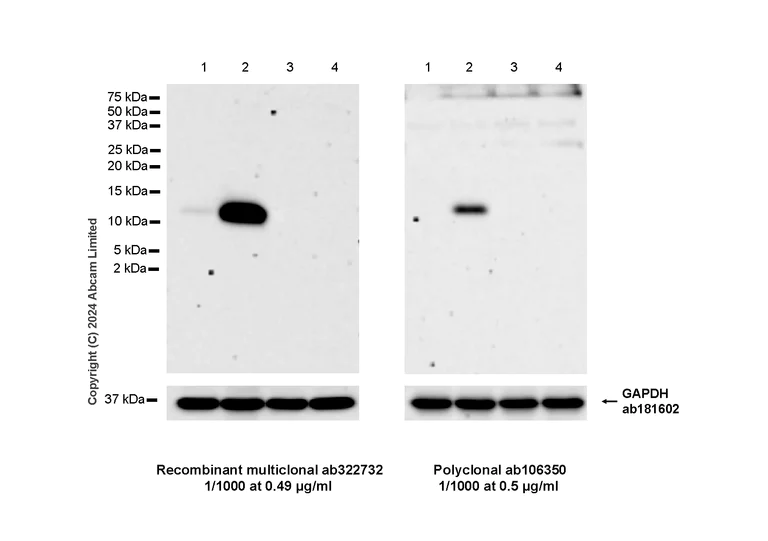 Western blot - Anti-IL-8 antibody (AB106350)