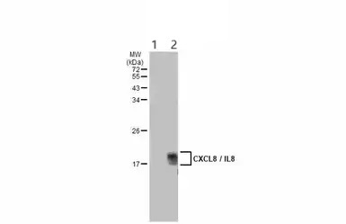 Western blot - Anti-IL-8 antibody (AB154390)