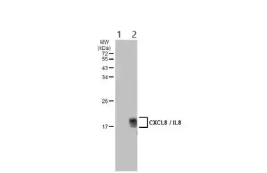 Western blot - Anti-IL-8 antibody (AB154390)