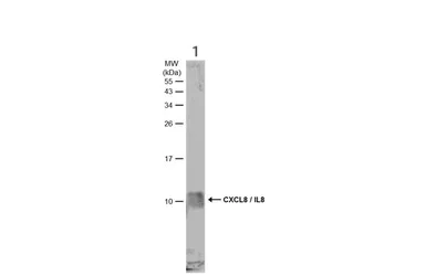 Western blot - Anti-IL-8 antibody (AB154390)