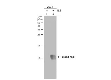 Western blot - Anti-IL-8 antibody (AB154390)