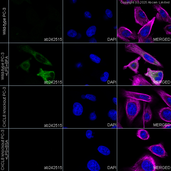 Immunocytochemistry/ Immunofluorescence - Anti-IL-8 antibody [EPR19358-37] - BSA and Azide free (Capture) (AB242515), expandable thumbnail