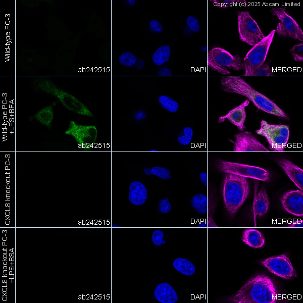 Immunocytochemistry/ Immunofluorescence - Anti-IL-8 antibody [EPR19358-37] - BSA and Azide free (Capture) (AB242515)