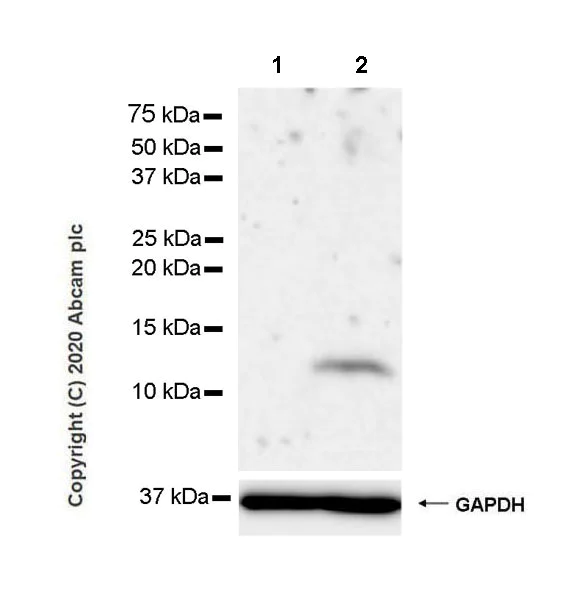 Western blot - Anti-IL-8 antibody [EPR22994-255] - BSA and Azide free (AB275255)