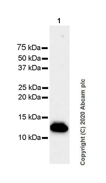 Western blot - Anti-IL-8 antibody [EPR22994-255] - BSA and Azide free (AB275255)