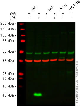 Western blot - Anti-IL-8 antibody [EPR22994-255] - BSA and Azide free (AB275255)