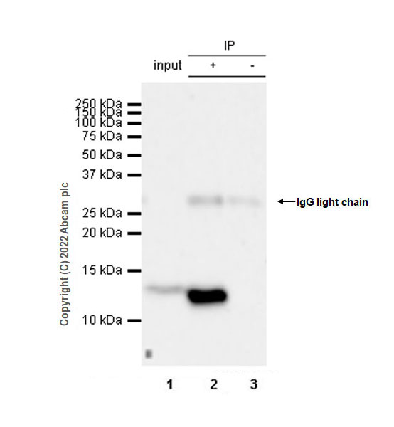 Immunoprecipitation - Anti-IL-8 antibody [EPR26511-74] (AB289967), expandable thumbnail