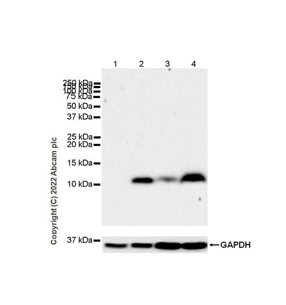 Western blot - Anti-IL-8 antibody [EPR26511-74] (AB289967), expandable thumbnail