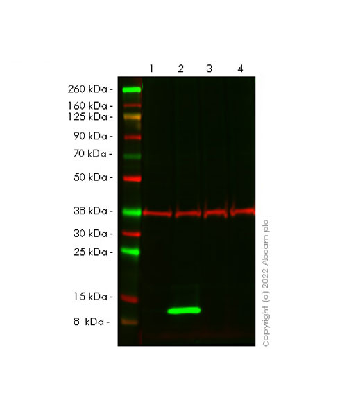 Western blot - Anti-IL-8 antibody [EPR26511-74] (AB289967), expandable thumbnail