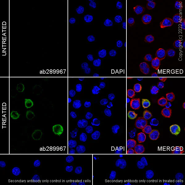 Immunocytochemistry/ Immunofluorescence - Anti-IL-8 antibody [EPR26511-74] - BSA and Azide free (AB289992)