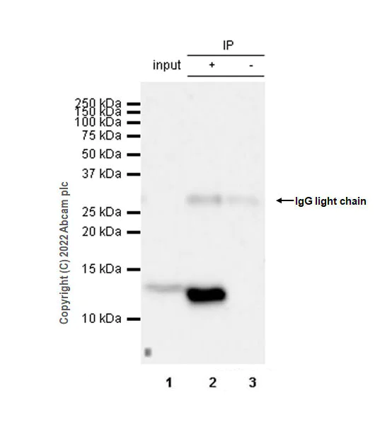 Immunoprecipitation - Anti-IL-8 antibody [EPR26511-74] - BSA and Azide free (AB289992)