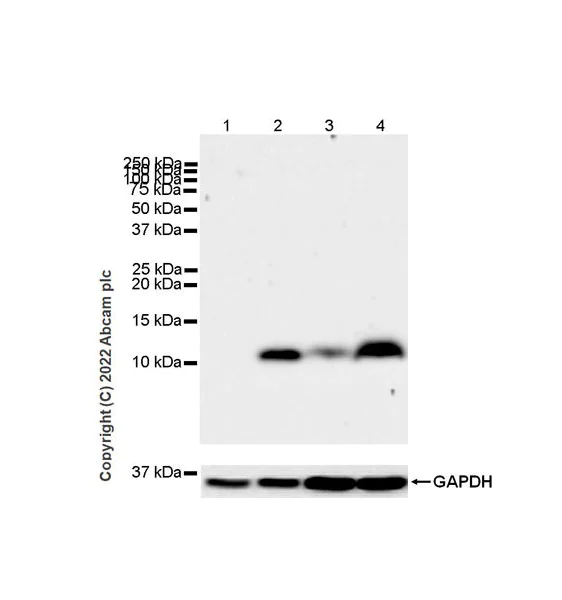Western blot - Anti-IL-8 antibody [EPR26511-74] - BSA and Azide free (AB289992)