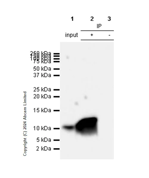 Immunoprecipitation - Anti-IL-8 antibody [RM1267] (AB322732)