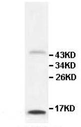 Western blot - Anti-IL-9 antibody (AB111915)