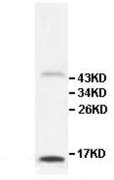 Western blot - Anti-IL-9 antibody (AB111915)
