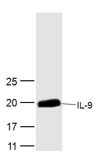 Western blot - Anti-IL-9 antibody (AB203386)