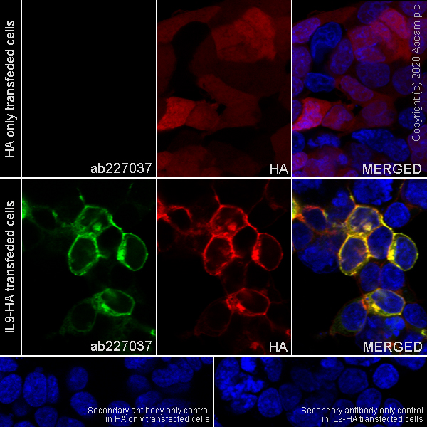 Immunocytochemistry/ Immunofluorescence - Anti-IL-9 antibody [EPR23484-151] (AB227037), expandable thumbnail