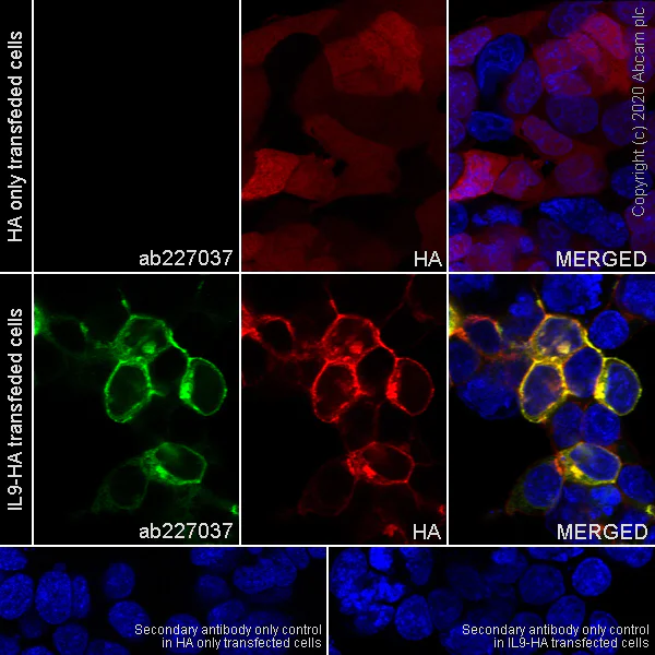 Immunocytochemistry/ Immunofluorescence - Anti-IL-9 antibody [EPR23484-151] (AB227037)