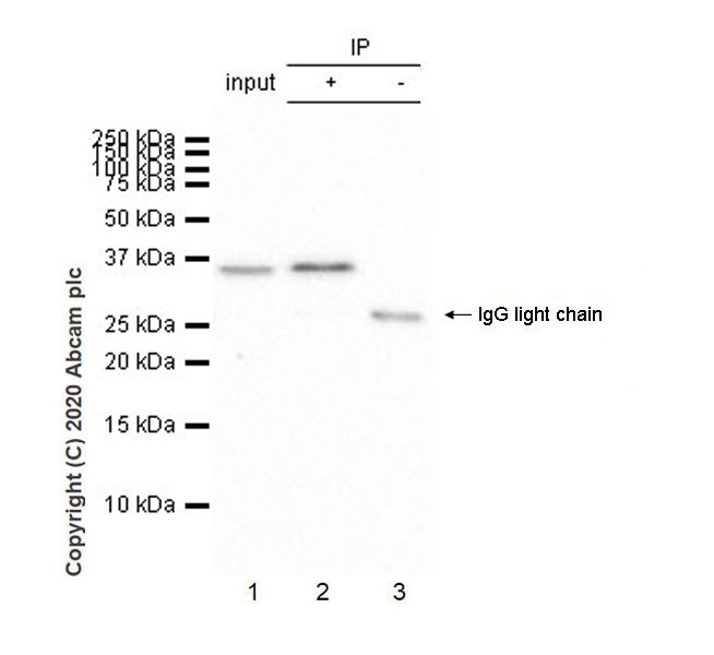Immunoprecipitation - Anti-IL-9 antibody [EPR23484-151] (AB227037), expandable thumbnail