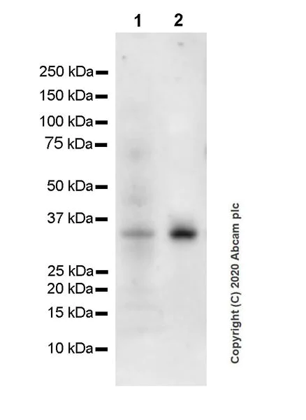 Western blot - Anti-IL-9 antibody [EPR23484-151] (AB227037)