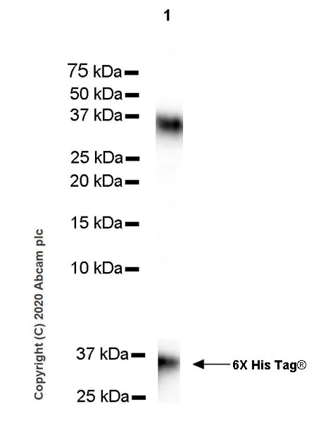 Western blot - Anti-IL-9 antibody [EPR23484-151] (AB227037)