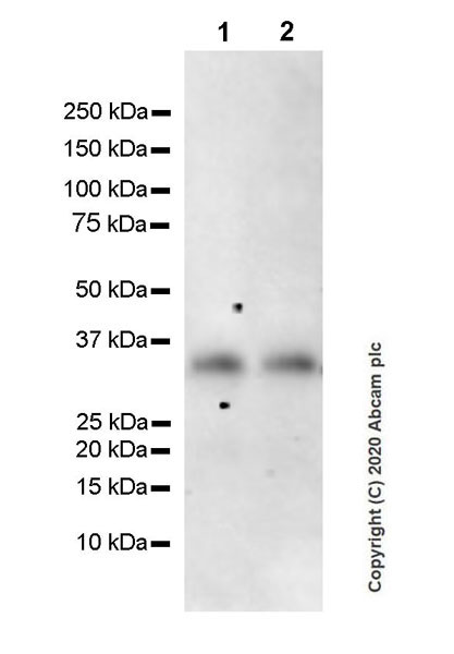 Western blot - Anti-IL-9 antibody [EPR23484-151] (AB227037), expandable thumbnail