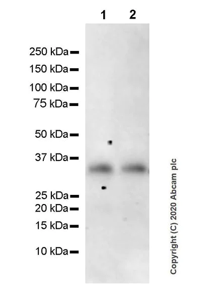 Western blot - Anti-IL-9 antibody [EPR23484-151] (AB227037)