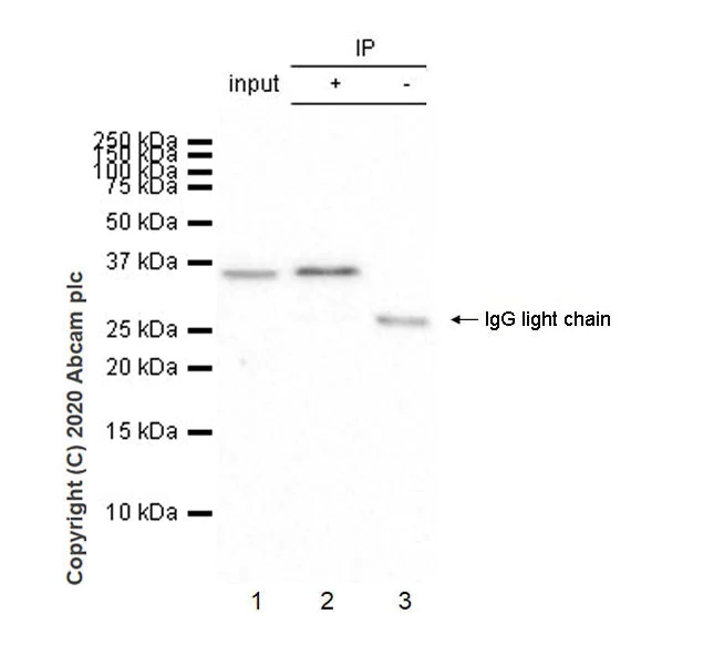 Immunoprecipitation - Anti-IL-9 antibody [EPR23484-151] - BSA and Azide free (AB272699)