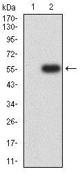 Western blot - Anti-IL-9R antibody [1C2A6] (AB233830)