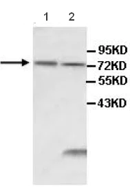 Western blot - Anti-IL1 Receptor I/IL-1R-1 antibody (AB106278)