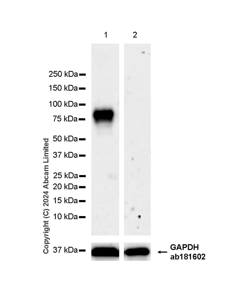 Western blot - Anti-IL1 Receptor I/IL-1R-1 antibody [EPR20150-241] - BSA and Azide free (Detector) (AB244859)