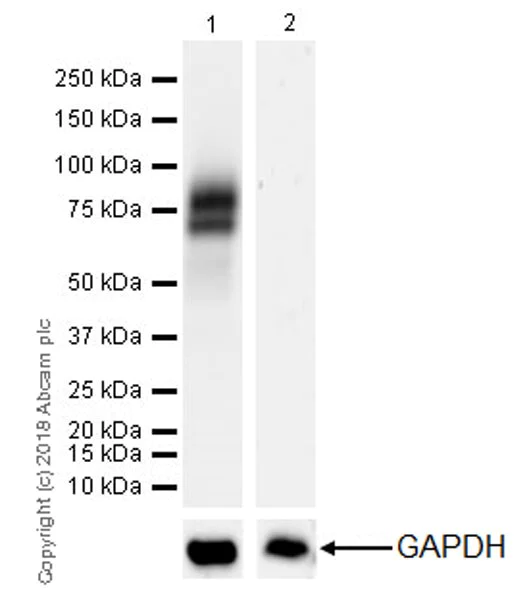 Western blot - Anti-IL1 Receptor I/IL-1R-1 antibody [EPR22198-36] (AB229051)