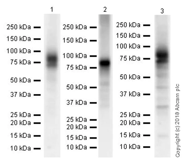 Western blot - Anti-IL1 Receptor I/IL-1R-1 antibody [EPR22198-36] - BSA and Azide free (AB238457)