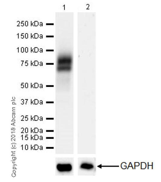 Western blot - Anti-IL1 Receptor I/IL-1R-1 antibody [EPR22198-36] - BSA and Azide free (AB238457)