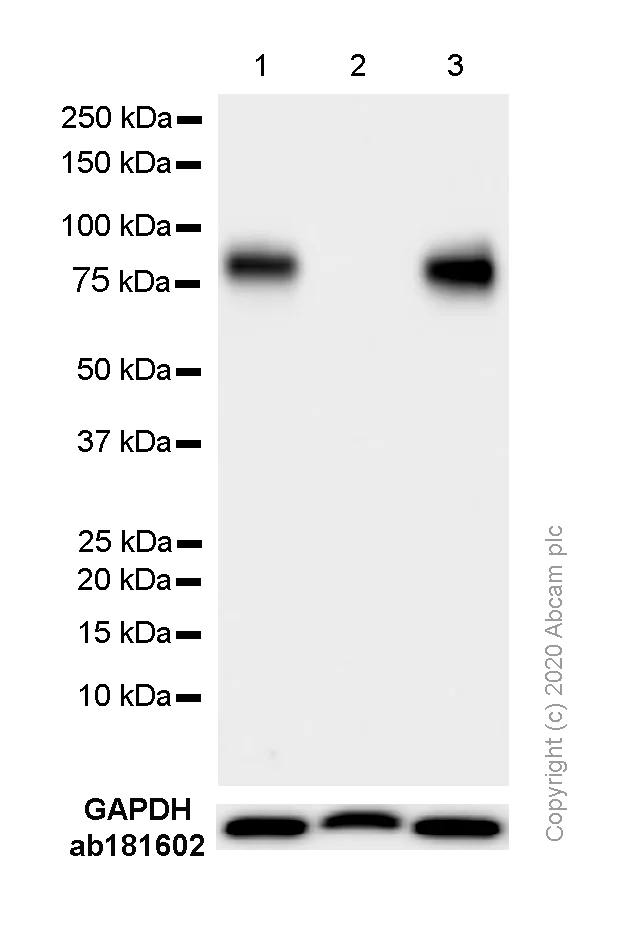 Western blot - Anti-IL1 Receptor I/IL-1R-1 antibody [EPR22198-36] - BSA and Azide free (AB238457)