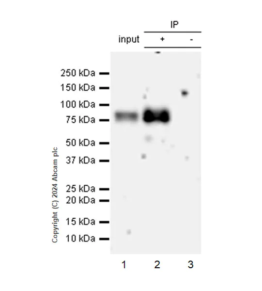 Immunoprecipitation - Anti-IL1 Receptor I/IL-1R-1 antibody [EPR27558-191] (AB317740)
