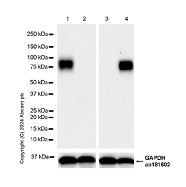 Western blot - Anti-IL1 Receptor I/IL-1R-1 antibody [EPR27558-191] (AB317740)