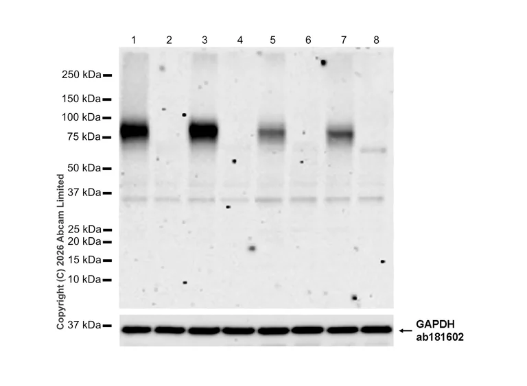 Western blot - Anti-IL1 Receptor I/IL-1R-1 antibody [EPR27558-191] (AB317740)