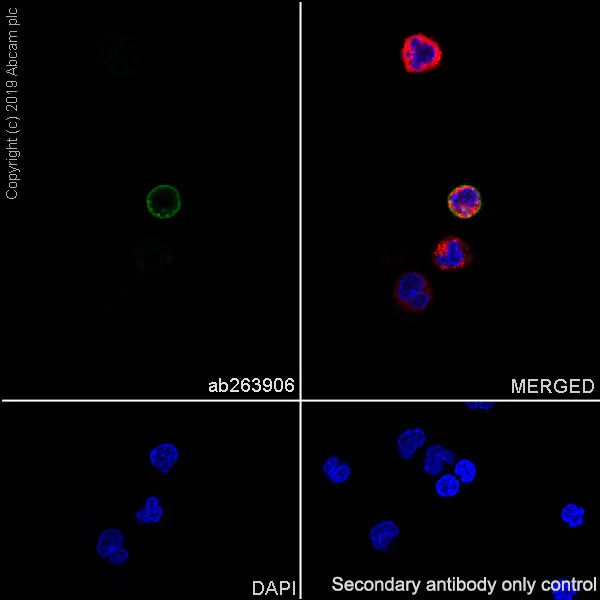 Immunocytochemistry/ Immunofluorescence - Anti-IL2 Receptor beta/p75 antibody [EPR22892-2] - BSA and Azide free (AB264075)