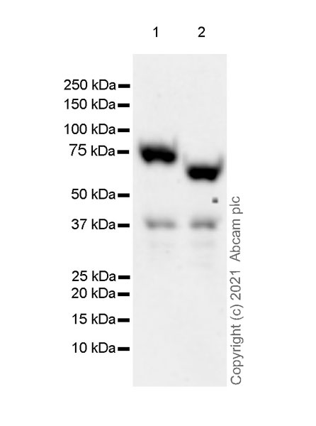 Western blot - Anti-IL2 Receptor beta/p75 antibody [EPR24336-29] - BSA and Azide free (AB282283), expandable thumbnail