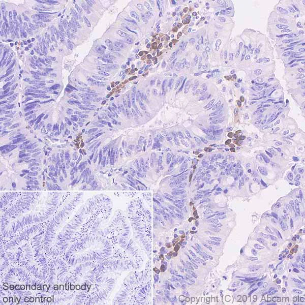 Immunohistochemistry (Formalin/PFA-fixed paraffin-embedded sections) - Anti-IL22 RA2/IL-22BP antibody [EPRR23006-70] (AB267467)