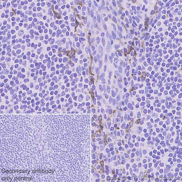 Immunohistochemistry (Formalin/PFA-fixed paraffin-embedded sections) - Anti-IL22 RA2/IL-22BP antibody [EPRR23006-70] - BSA and Azide free (AB267789)